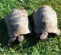 Rehomed...Spur Thighed : Ibera Male and Female approx 40 + year old (Timmy and Tina)